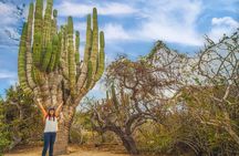Safari with Camel Caravan to Explore Baja’s Nature, Culture and Cuisine