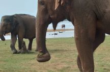 Hikkaduwa/Galle/Mirissa : Transfer to Ella & Udawalawe safari 