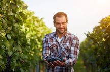 Behind the Wine: Guided Winery Tour & Tasting in Extremadura