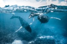 Humpback whale watching and marine life in Moorea