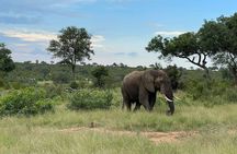 4 Day Kruger Safari with Panorama from Johanensburg