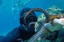 Milos: Half-Day Speedboat Cruise to Kleftiko with snorkeling tour