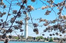 The DC Cherry Blossom Bus Tour with Tidal Basin Guided Walk