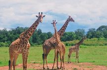 4 Days Tsavo West – Amboseli and Tsavo East Safari