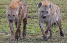 4 Days Tsavo West – Amboseli and Tsavo East Safari