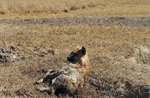 3-Day Safari Tour in two National Parks