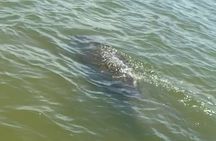 New Smyrna Dolphin and Manatee Kayak and SUP Adventure Tour