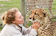 Shared: Cape Winelands, Cheetah Outreach & Kisternbosch Botanical Gardens Tour,