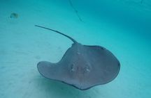 Moorea Lagoon Tour with Lunch