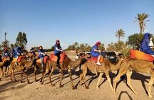 Camel Ride at Sunset in The Palm Grove of Marrakech
