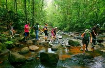 Sri Lanka Sinharaja Rain Forest Tour with Transport 