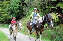 Matakana Art & Horse Riding Experience Private Tour From Auckland