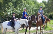 Matakana Art & Horse Riding Experience Private Tour From Auckland
