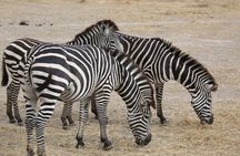 Private 2 Days Safari to Tarangire and Ngorongoro