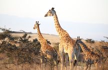 Private 2 Days Safari to Tarangire and Ngorongoro