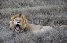  2 Days Safari through Tarangire NP and Lake Manyara NP