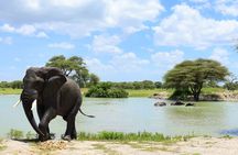  2 Days Safari through Tarangire NP and Lake Manyara NP