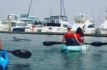 Kayaking St. Augustine's Original Dolphin Tour