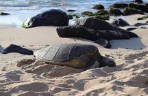 Island Tour with Snorkeling & Turtles