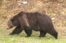 Lake Louise, Moraine Lake and the Icefields Parkway Full-Day Tour