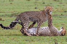 3-Day Private Tour in Tsavo West National Parks