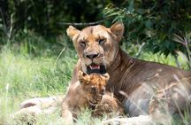 3 Days Tsavo East & Tsavo West Safari