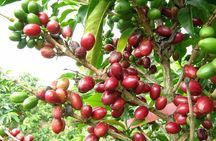 Private Experience in Coffee Hacienda: From Plant to Cup