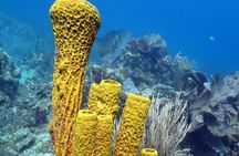 Fantastic Catalina island, beach and depth