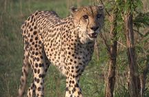 Cheetah encounter and Cape Wine lands Tour.