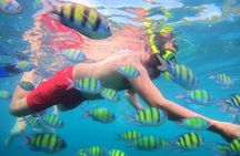 Best of Phi Phi Islands Snorkeling Tour from Phuket