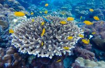 Best of Phi Phi Islands Snorkeling Tour from Phuket