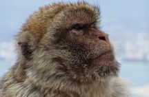 Gibraltar Shore Excursion: The Original Rock, Shop & Caves Tour