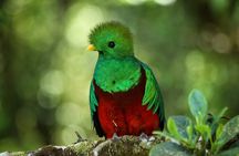Guided Walk to the Curi Cancha Reserve