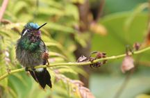 Guided Walk to the Monteverde Cloud Forest Preserve