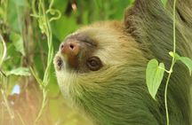Guided Walk to the Monteverde Cloud Forest Preserve