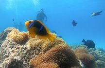 2 Dives in the morning for certified divers in Bora Bora