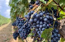 Wine Tour Experience In Lake Country 5 Wineries