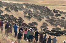 2026 - Sept 25th *Only - Custer Buffalo Roundup and Park Tour