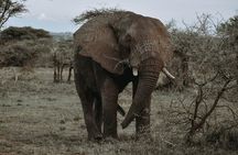 3-Day Private Tour of Tanzania with Pick Up