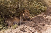 3-Day Private Tour of Tanzania with Pick Up