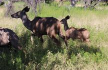 Horseback Safari Adventure in Hartbeespoort from Johannesburg