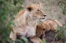 3-Day Safari Tour in two National Parks