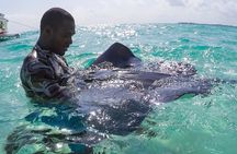 Half-Day Private Stingray City Charter in Cayman Islands