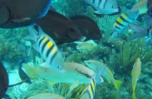 Half-Day Private Stingray City Charter in Cayman Islands