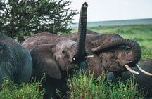 3 Days Shared Safari Tour Tanzania