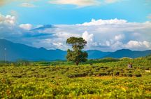 Private Guided Tour: A Spring Day in Dong Giang from Da Nang