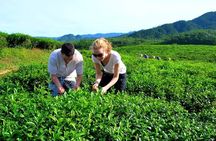 Private Guided Tour: A Spring Day in Dong Giang from Da Nang