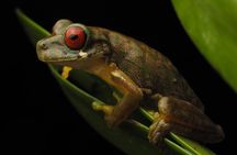 Guided Night Walk in Monteverde