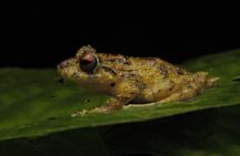 Guided Night Walk in Monteverde