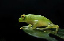 Guided Night Walk in Monteverde